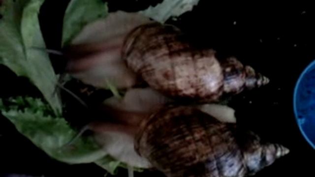 Мои улитки после купания смотреть онлайн