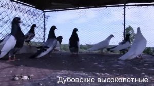 Дубовские высоколетные голуби
