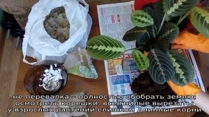 Как осуществляется пересадка маранты покупной