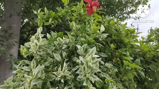Beautiful Overview Of Variegated Hibiscus Plant | Hibiscus Plant