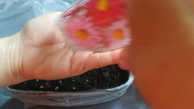 Посев семян Пиретрума - ромашка :Персидская, Долматская, Кавказская. смотреть онлайн