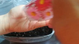 Посев семян Пиретрума - ромашка :Персидская, Долматская, Кавказская.