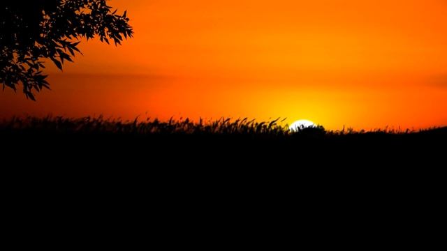 Ночные звуки природы. смотреть онлайн