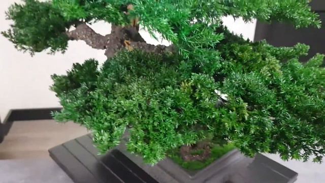 Bonsai tree. Artificial trunk 19,29" (49 cm) Preserved natural juniper and moss. смотреть онлайн