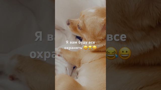 Чихуахуа #приколы #собака #чихуахуа #dog #приколысживотными #shortsvideo #sunny #shortvideo смотреть онлайн