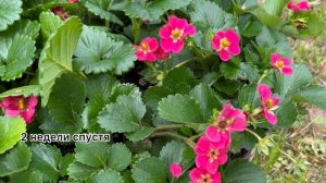 Клубника с красным цветком-украшение Вашего сада