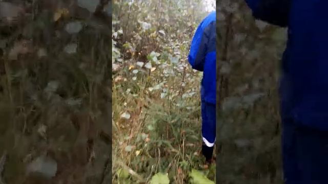 Едим за клюквой！Уазик жжет！? смотреть онлайн