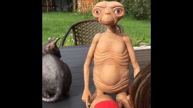 Инопланетянин и кот смотреть онлайн