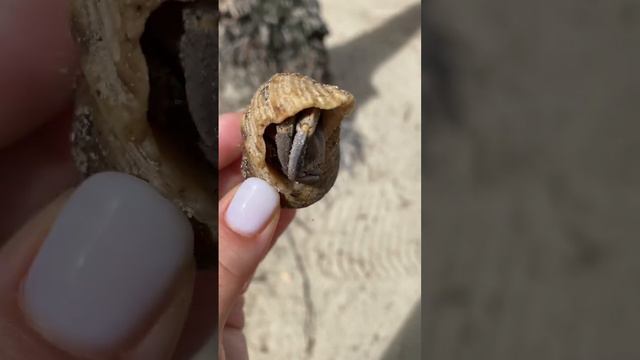 Нашли малыша и отнесли подальше от дороги на пляж #кочевники #кочевники #путешествие смотреть онлайн