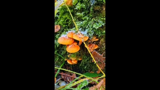 December #mushroom  #foraging  / Found Frozen Mushrooms