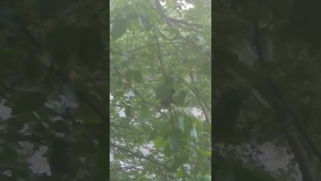 Летучая мышь за окном