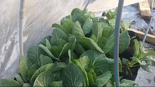 The Hooty Hoop House Update смотреть онлайн