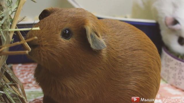 Наши морские свинки. Содержание морских свинок. Наши новые маленькие морские свинки. смотреть онлайн