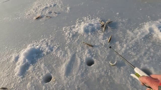 ЗИМНЯЯ РЫБАЛКА НА ГЛУБИНЕ РЫБАЛКА НА КОМБАЙНЫ АМУРСКИЙ ЗАЛИВ #жекарыболов #рыбалкасольда смотреть онлайн