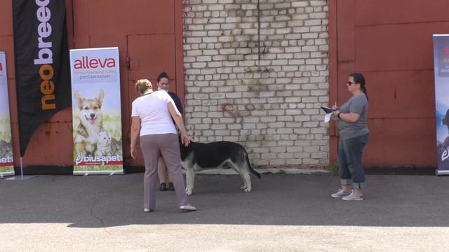 Ринг ВЕО смотреть онлайн