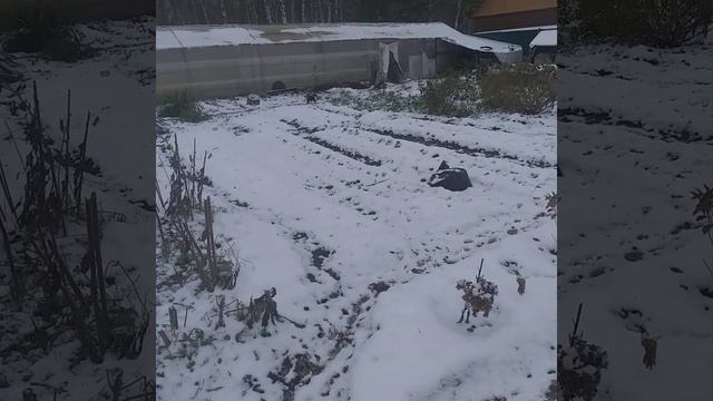 Полив?зимой?В Сибири.Мыши и лилии. смотреть онлайн