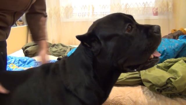 Собака Кане корсо Деррек и его одежда. #canecorso смотреть онлайн