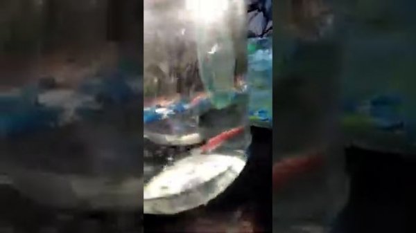 Почему рыбка гоняет другую рыбку!?