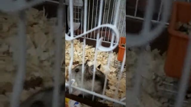 Хомяк и канарейка в одной клетке смотреть онлайн