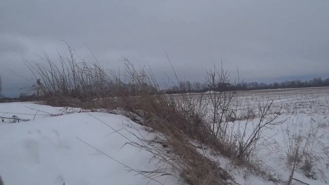 Охота на лису . 31.01.23 г. Чудище бегало по полю ... смотреть онлайн