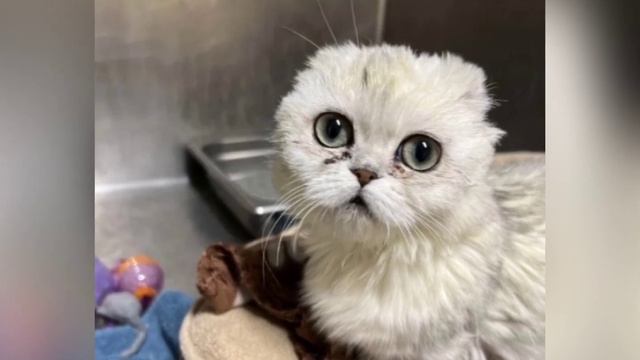 У неё выпадала шерсть, а кожа на некоторых участках тела буквально исчезала. смотреть онлайн