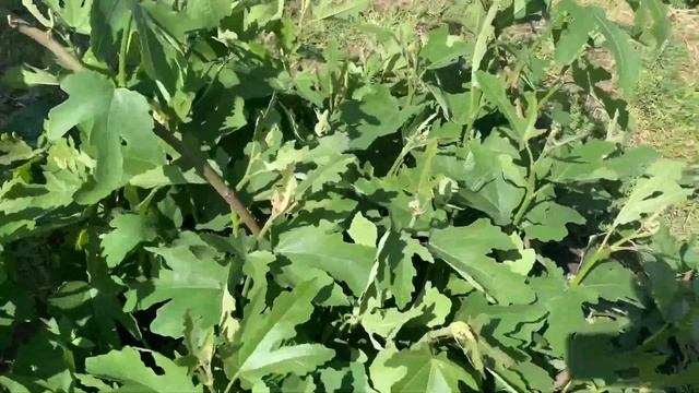 НОРМИРОВКА КУСТОВ ИНЖИРА НА ДВА УРОЖАЯ . смотреть онлайн