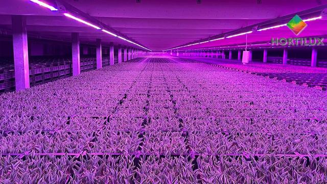 Multi-layer cultivation of various young plants смотреть онлайн