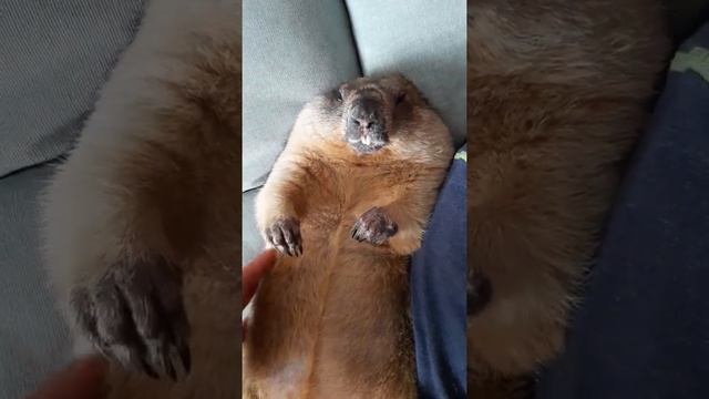 спит, как сурок#marmotbaybak#домашний сурок#cute animals смотреть онлайн