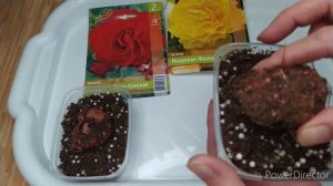 Сажаем клубни бегоний, купленных в магазине.В домашних условиях.