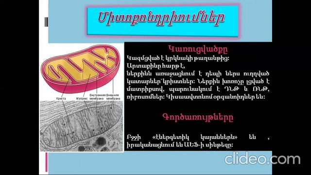 Строение клетки смотреть онлайн