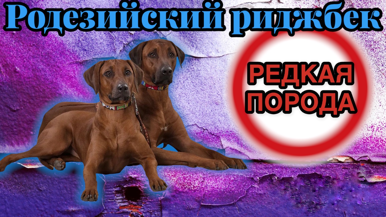 Родезийский риджбек смотреть онлайн