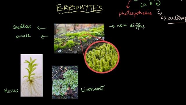 Plant Kingdom | Biological Classification | Biology | Khan Academy смотреть онлайн