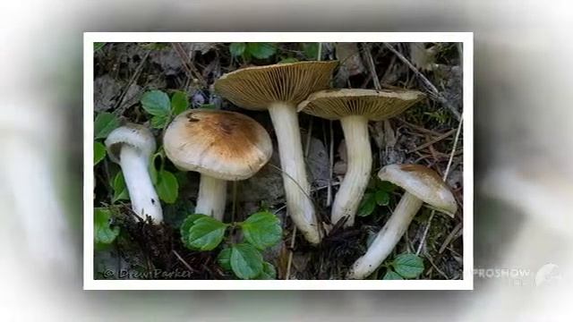 Inocybe leucoblema - fungi kingdom смотреть онлайн