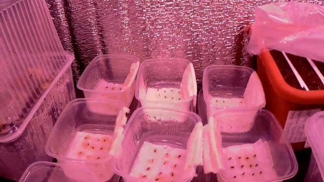 Всходы Хризантеллы и Китайской астры 20г#60