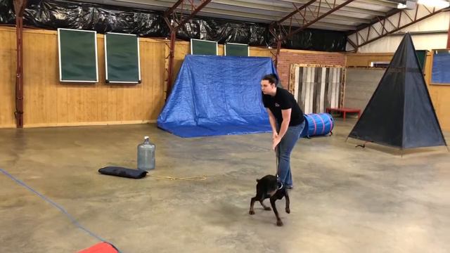 Doberman Puppy Rigby von Prufenpuden 14 Wks Early Protection Testing & Development BAB Dog смотреть онлайн