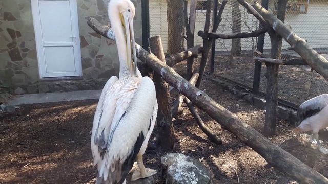 Огромный Пеликан. смотреть онлайн