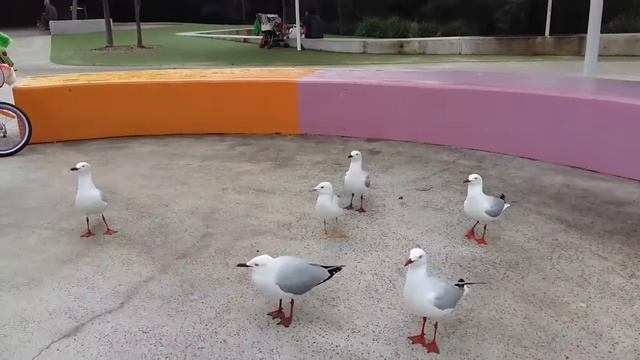 Австралия. Влог: выходные в честь Дня Рождения Королевы смотреть онлайн