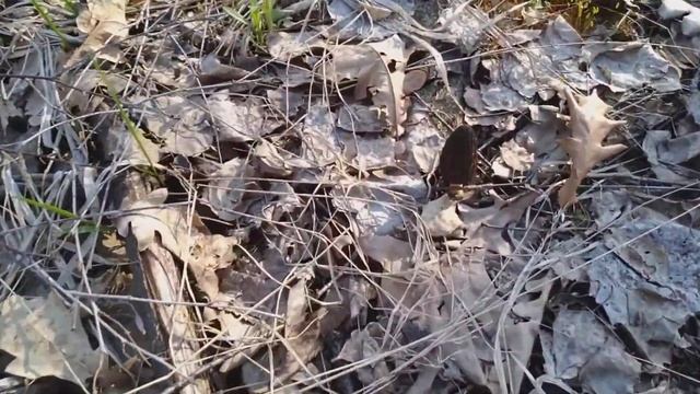 Сбор грибов весной. Сморчки 2. Киевская обл. 2019 год. смотреть онлайн