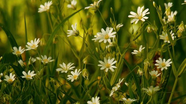 Flowers 4K Nature Relaxation Film | Meditation Relaxing Music смотреть онлайн