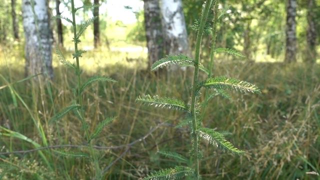 Тысячелистник (milfoil; yarrow) смотреть онлайн