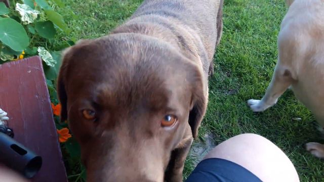 Обзор на наших собачек