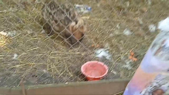 Зоопарк. Приют Белоснежки. Выходные. смотреть онлайн