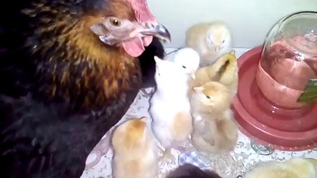 Курица высидела цыплят. Цыплятам 3 дня смотреть онлайн