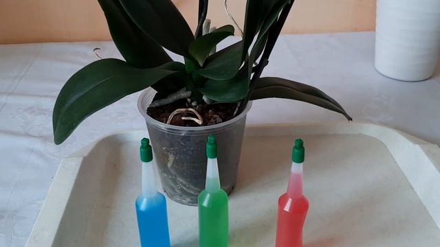 Мой опыт использования японского удобрения Fujima