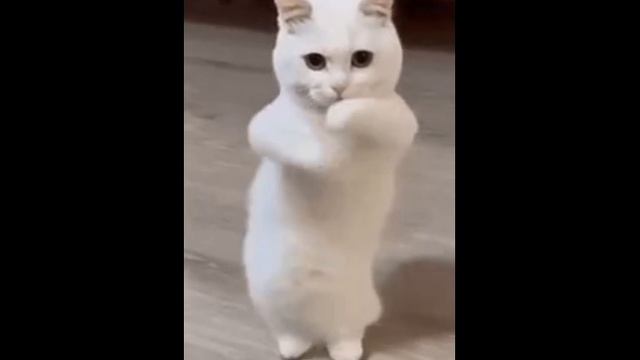 ча ча ча ча ча