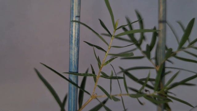 Мелалеука льняная 3 смотреть онлайн
