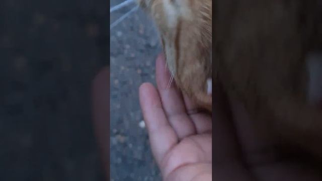 #кот, #котёноклайк, #германия, #shorts смотреть онлайн