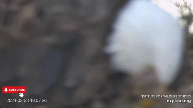 📢First Egg of the Season! - Fraser Point Nest of Cruz & Andor (2/23) смотреть онлайн
