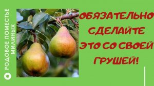 Как ускорить плодоношение груши.