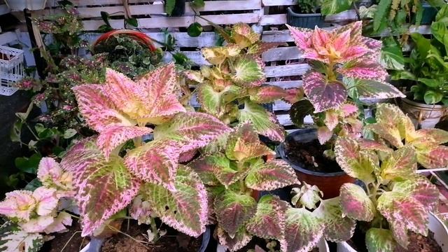 AVATAR COLEUS MAYANA GARDEN UPDATE/ Garden tour смотреть онлайн